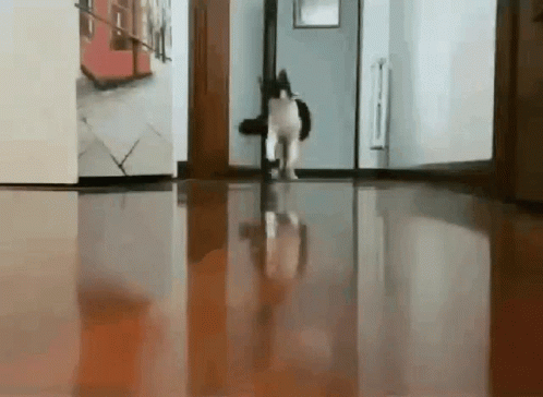 Cat Running Away GIF