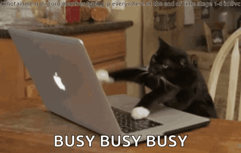 Cat GIF