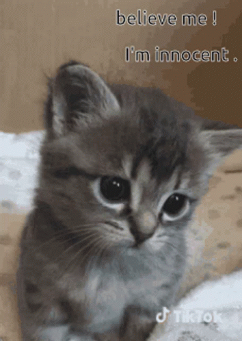 Cat Sad GIF