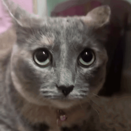 Cat Scared Cat GIF