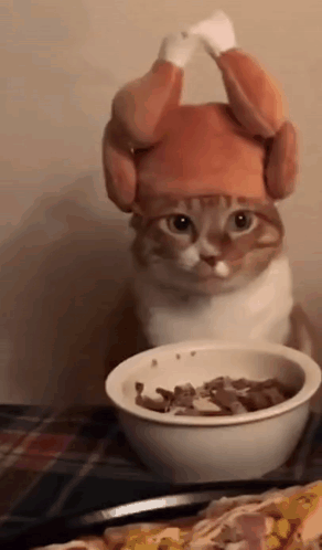 Cat Scared GIF
