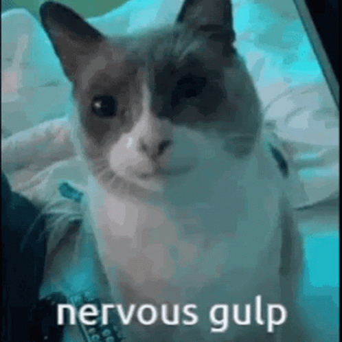 Cat Scared GIF