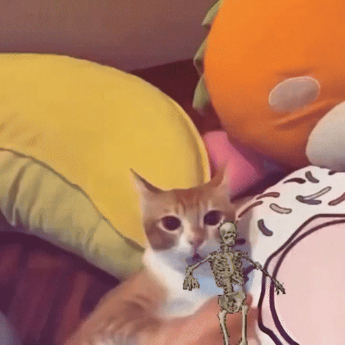 Cat Scared Skeleton Meme GIF