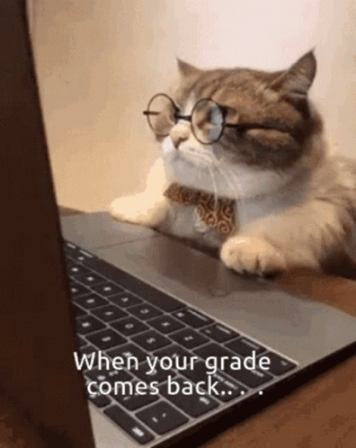 Cat School GIF