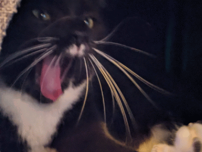 Cat Screaming Cat GIF