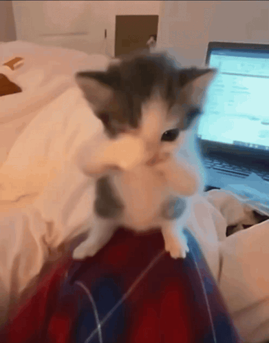 Cat Scuba GIF