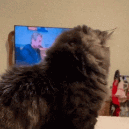 Cat Shock GIF