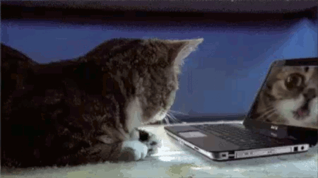 Cat Shocked GIF