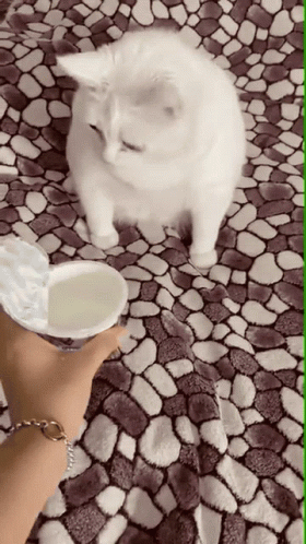Cat Sick GIF