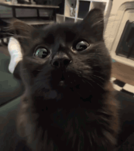Cat Side Eye GIF