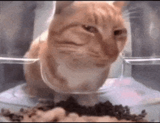 Cat Side Eye GIF
