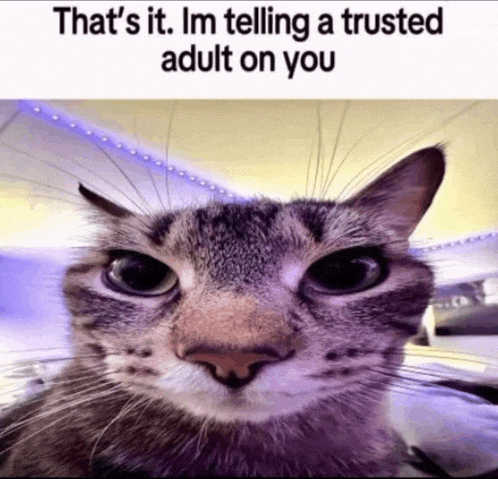 Cat Silly Meme