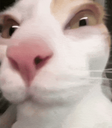 Cat Silly GIF