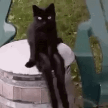 Cat Sit GIF