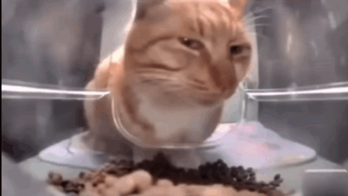 Cat Skeptical GIF