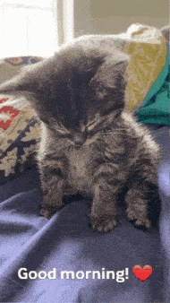 Cat Sleep GIF