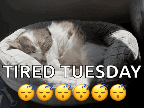 Cat Sleepy GIF