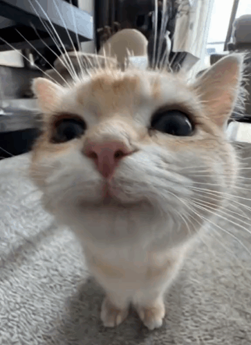 Cat Smile GIF