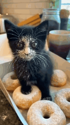 Cat Sneeze Donut Ghost GIF