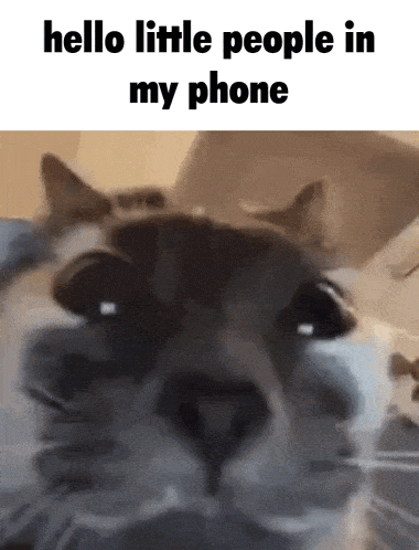 Cat Stare GIF