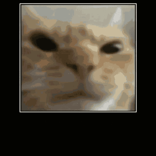 Cat Stop Talking GIF