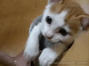 Cat Sweet GIF