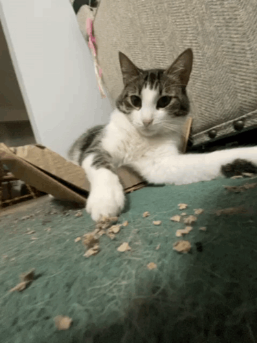 Cat Tap Cat Paw GIF