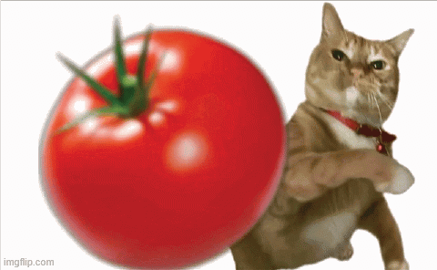 Cat Throw GIF