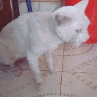 Cat Throw Up GIF