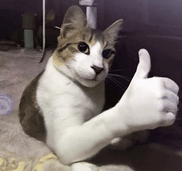 Cat Thumbs Up Cat Thumbs Up Meme GIF
