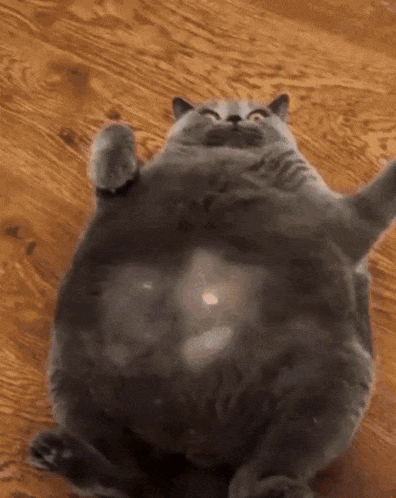Cat Tickle Richtofen GIF
