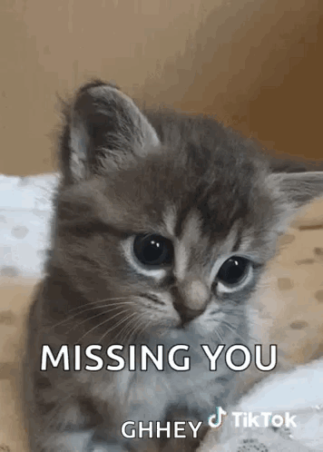 Cat Tiktok GIF