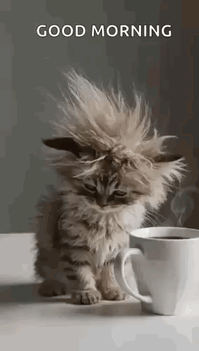 Cat Tired GIF