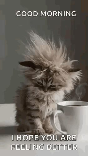 Cat Tired GIF