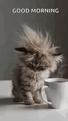Cat Tired GIF