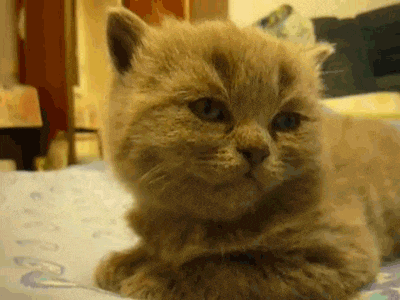 Cat Tired GIF