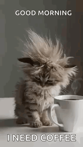 Cat Tired GIF