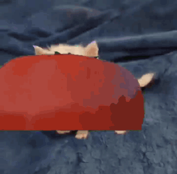 Cat Tomato Throw Throwing Tomatoes GIF