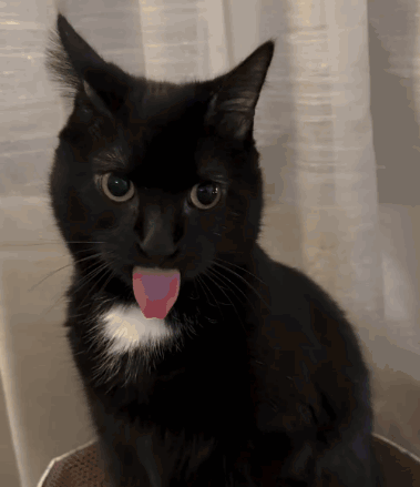 Cat Tongue Animals GIF