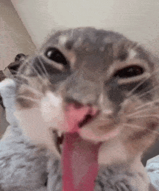 Cat Tongue Funny GIF