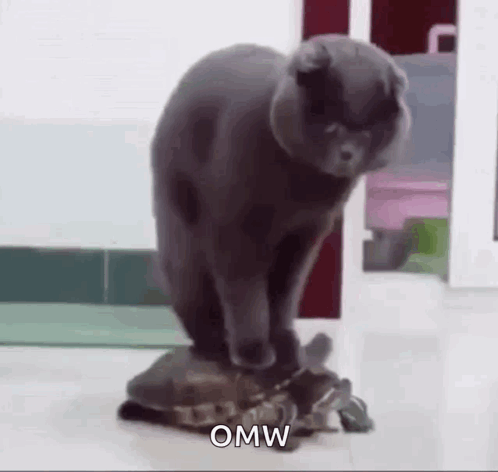 Cat Turtle Animals Fun GIF