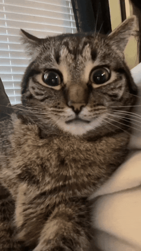 Cat Twitching GIF