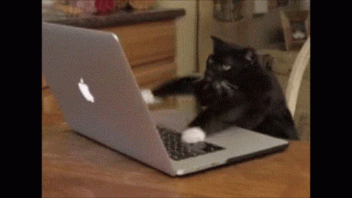 Cat Typing Maks GIF