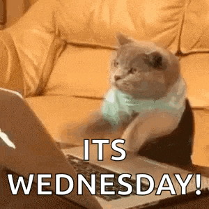 Cat Typing GIF