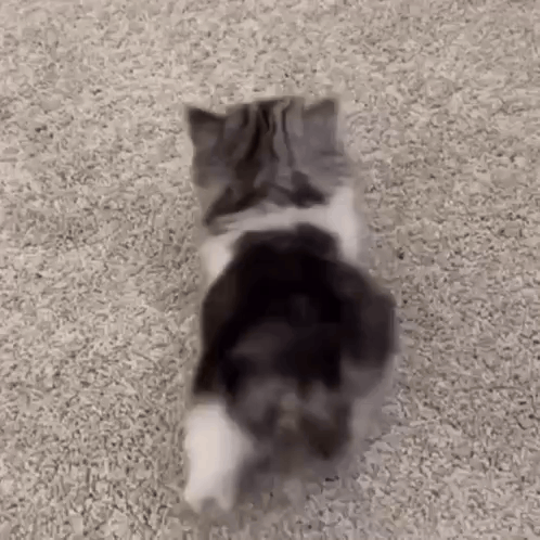 Cat GIF