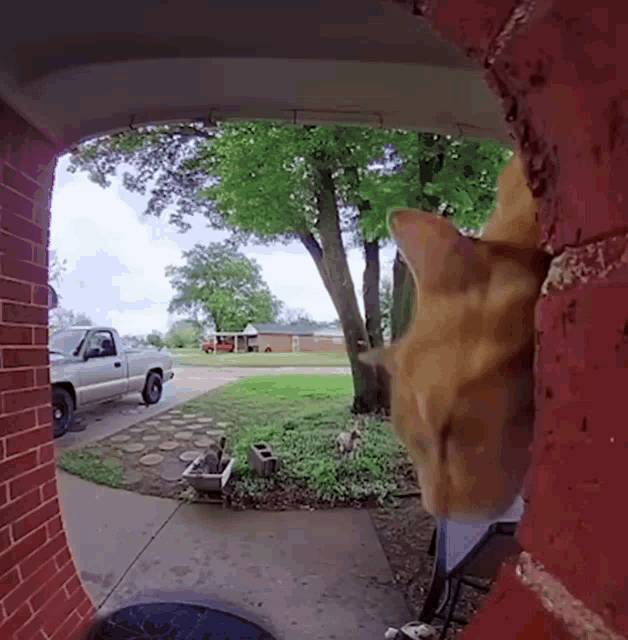 Cat GIF