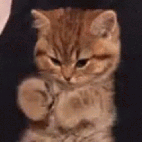 Cat GIF