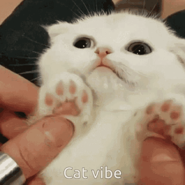 Cat Vibe Paws GIF