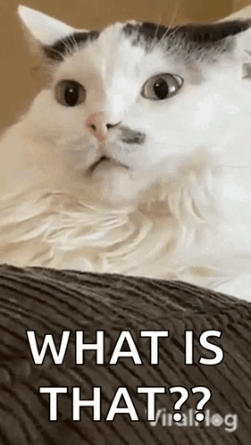 Cat Viralhog GIF