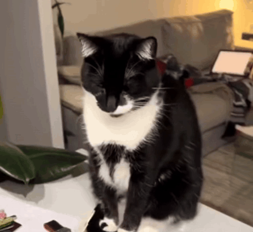 Cat Vomit Disgusting GIF